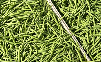 Haricot verts des weppes