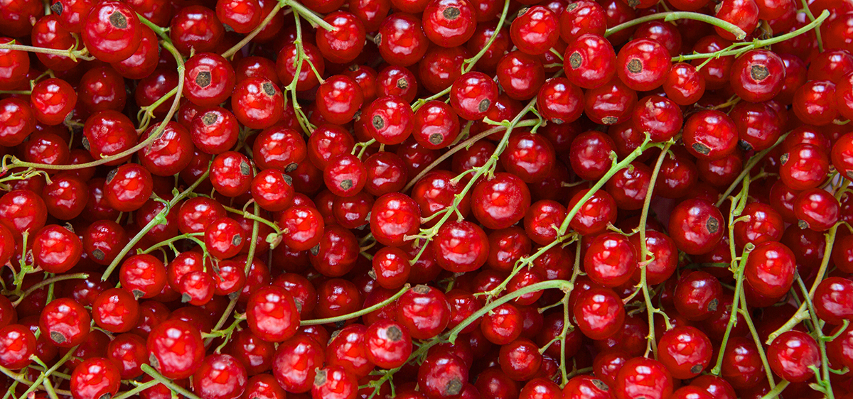 Background from fresh red currant berries, close up