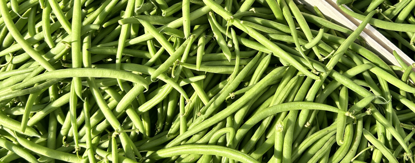 Haricot verts des weppes