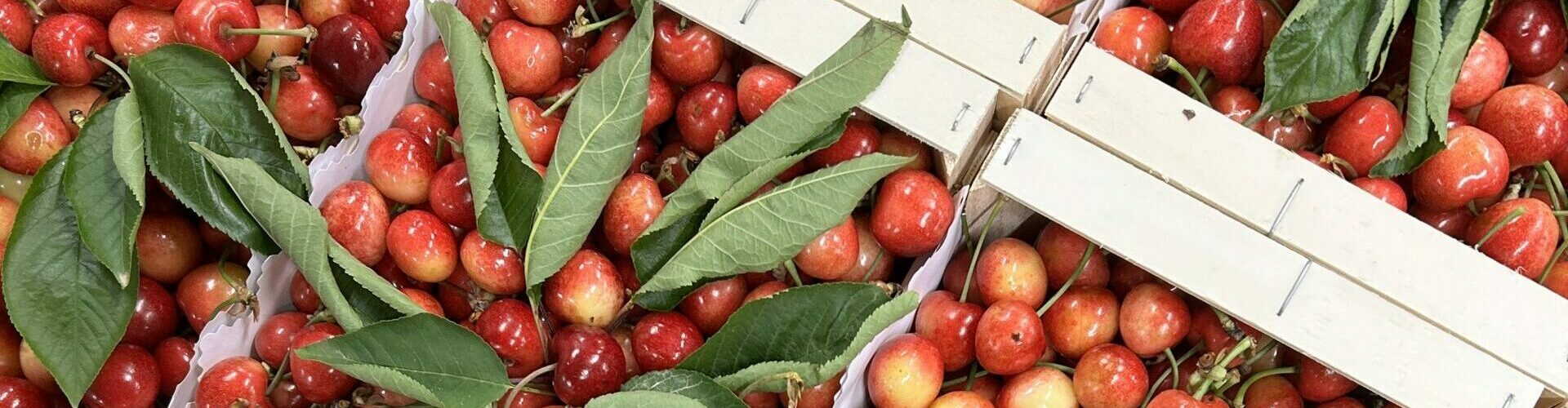 La Cerise Rainier La cerise Rainier : l'histoire de ce petit bonbon aux couleurs atypiques !